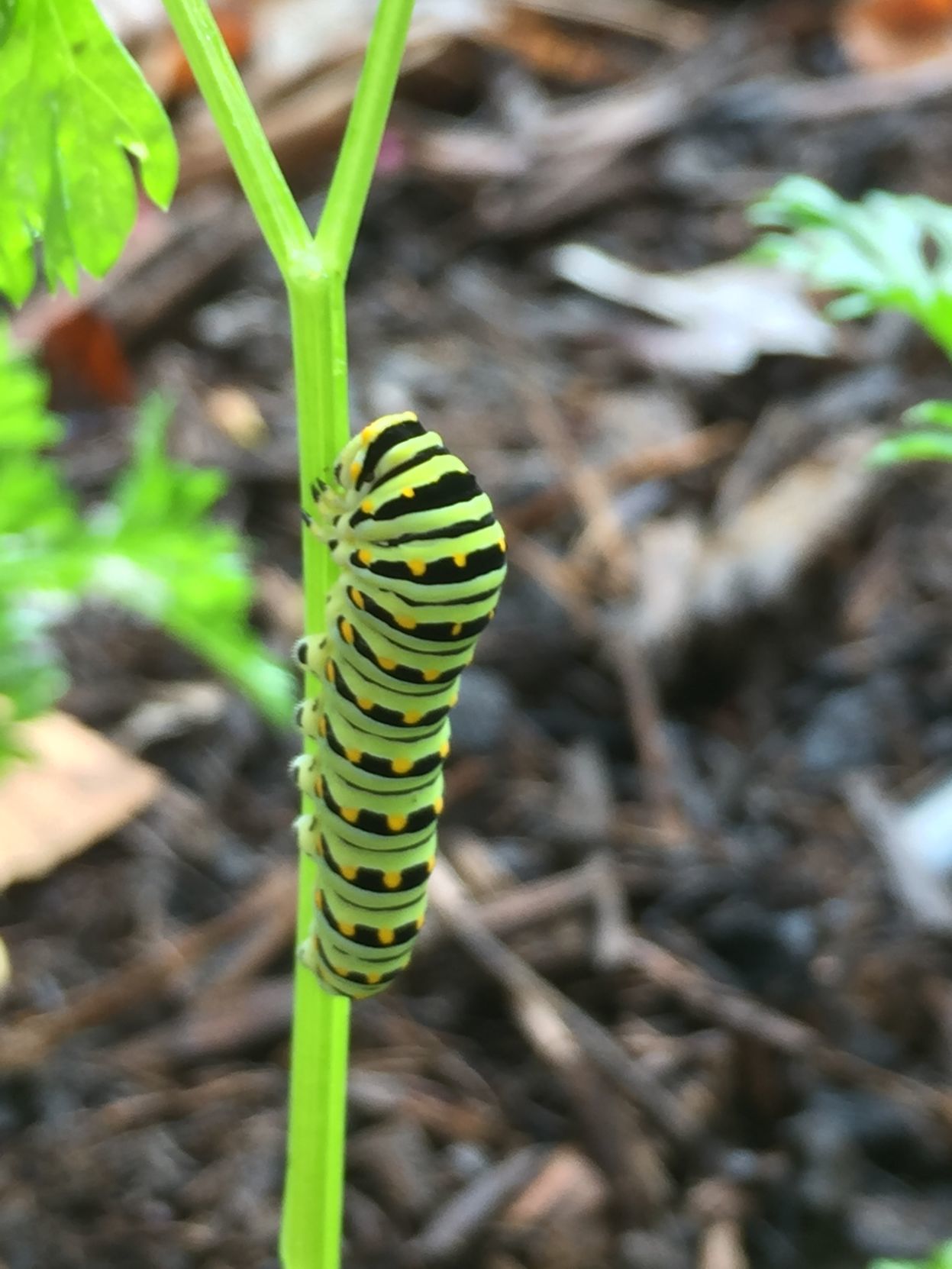 Pollinators